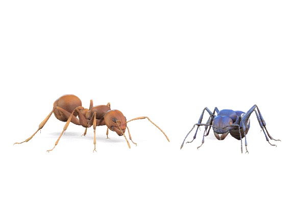 Pollinators: Ants