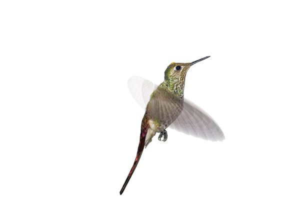 Pollinators: Hummingbirds